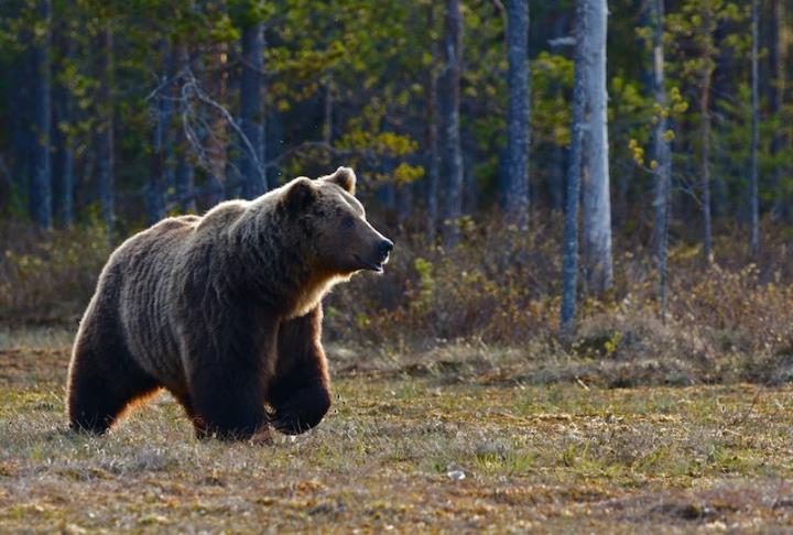 Grizzly Bear in Montana  