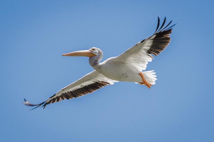 Pelican in flight