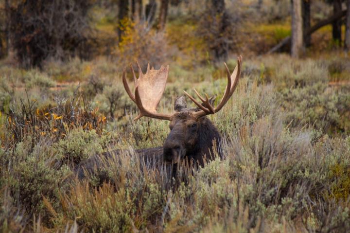 Wild moose in Montana